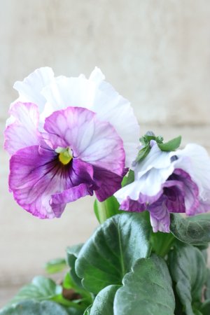 画像2: Fee des neiges~Blue~ "フェデネージュ ~ブルー~" No.6