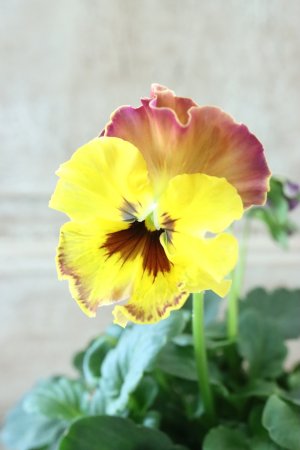 画像2: Fee des neiges~Monet Meules~ "フェデネージュ ~モネ 積みわら~" No.57