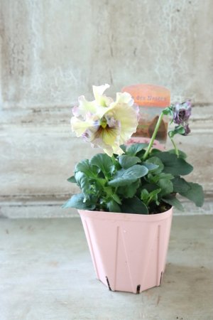 画像4: Fee des neiges~Monet Meules~ "フェデネージュ ~モネ 積みわら~" No.62