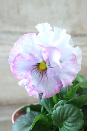 画像3: Fee des neiges~Blue~ "フェデネージュ ~ブルー~" No.3