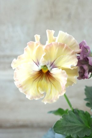 画像2: Fee des neiges~Monet Meules~ "フェデネージュ ~モネ 積みわら~" No.85