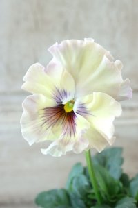 Fee des neiges~Monet Meules~ "フェデネージュ ~モネ 積みわら~" No.68