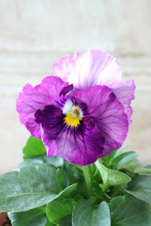 画像2: Fee des neiges~Blue~ "フェデネージュ ~ブルー~" No.15