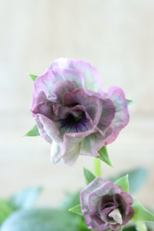 画像3: Fee des neiges~Monet Meules~ "フェデネージュ ~モネ 積みわら~" No.62