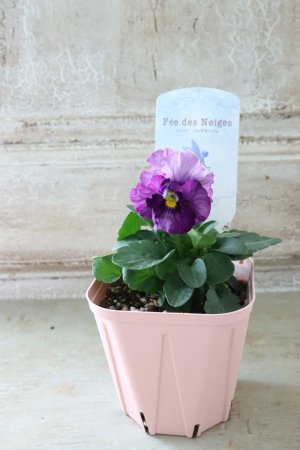 画像4: Fee des neiges~Blue~ "フェデネージュ ~ブルー~" No.15