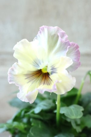 画像2: Fee des neiges~Monet Meules~ "フェデネージュ ~モネ 積みわら~" No.84