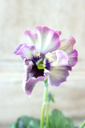 画像2: Fee des neiges~Monet Meules~ "フェデネージュ ~モネ 積みわら~" No.65