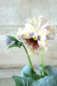 Fee des neiges~Monet Meules~ "フェデネージュ ~モネ 積みわら~" No.55