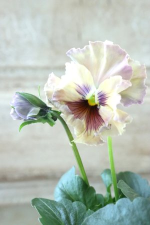 画像1: Fee des neiges~Monet Meules~ "フェデネージュ ~モネ 積みわら~" No.55