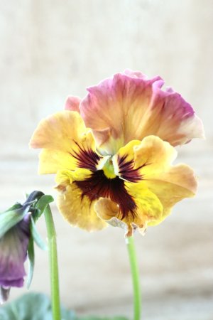 画像2: Fee des neiges~Monet Meules~ "フェデネージュ ~モネ 積みわら~" No.83