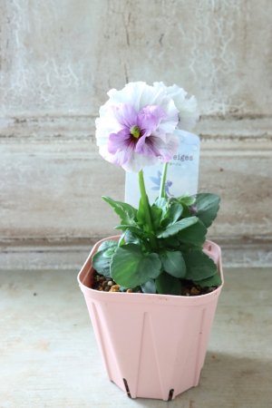 画像4: Fee des neiges~Blue~ "フェデネージュ ~ブルー~" No.16