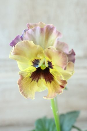 画像3: Fee des neiges~Monet Meules~ "フェデネージュ ~モネ 積みわら~" No.56