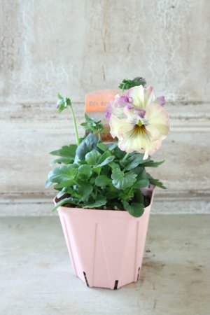 画像4: Fee des neiges~Monet Meules~ "フェデネージュ ~モネ 積みわら~" No.60