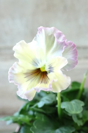 画像3: Fee des neiges~Monet Meules~ "フェデネージュ ~モネ 積みわら~" No.84