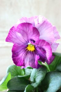 Fee des neiges~Blue~ "フェデネージュ ~ブルー~" No.7