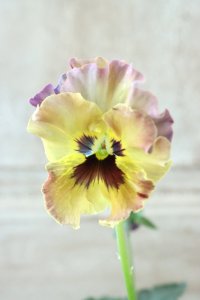 Fee des neiges~Monet Meules~ "フェデネージュ ~モネ 積みわら~" No.56