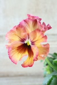 Fee des neiges~Monet Meules~ "フェデネージュ ~モネ 積みわら~" No.75