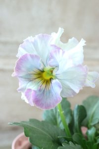 Fee des neiges~Blue~ "フェデネージュ ~ブルー~" No.5