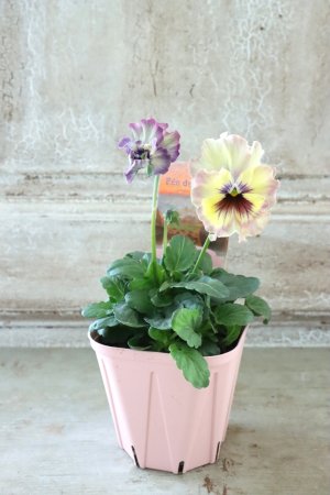 画像4: Fee des neiges~Monet Meules~ "フェデネージュ ~モネ 積みわら~" No.65