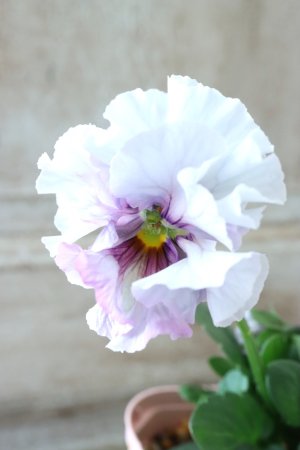 画像2: Fee des neiges~Blue~ "フェデネージュ ~ブルー~" No.16