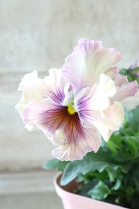 Fee des neiges~Monet Meules~ "フェデネージュ ~モネ 積みわら~" No.58