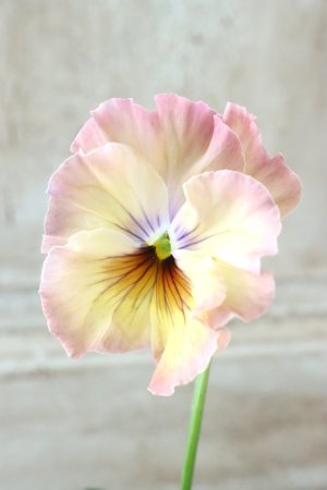 画像3: Fee des neiges~Monet Meules~ "フェデネージュ ~モネ 積みわら~" No.72