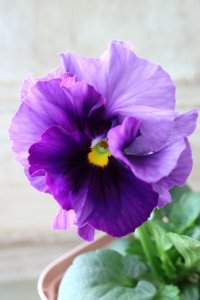 Fee des neiges~Blue~ "フェデネージュ ~ブルー~" No.12