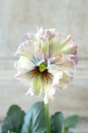 画像3: Fee des neiges~Monet Meules~ "フェデネージュ ~モネ 積みわら~" No.79