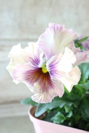 画像2: Fee des neiges~Monet Meules~ "フェデネージュ ~モネ 積みわら~" No.58