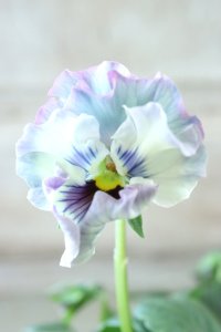 Fee des neiges~Monet Meules~ "フェデネージュ ~モネ 積みわら~" No.70