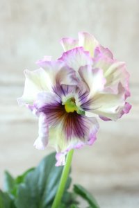 Fee des neiges~Monet Meules~ "フェデネージュ ~モネ 積みわら~" No.63