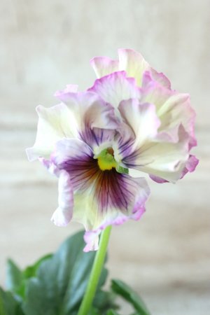 画像1: Fee des neiges~Monet Meules~ "フェデネージュ ~モネ 積みわら~" No.63