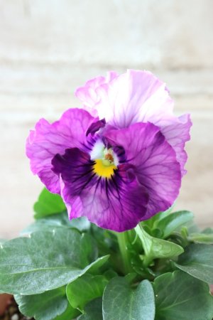 画像1: Fee des neiges~Blue~ "フェデネージュ ~ブルー~" No.15