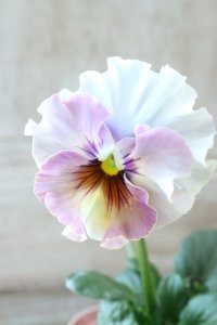 Fee des neiges~Blue~ "フェデネージュ ~ブルー~" No.10