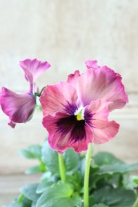 Fee des neiges~Monet Meules~ "フェデネージュ ~モネ 積みわら~" No.81