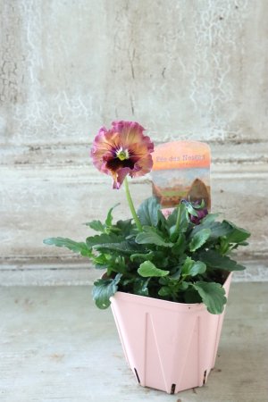 画像4: Fee des neiges~Monet Meules~ "フェデネージュ ~モネ 積みわら~" No.69