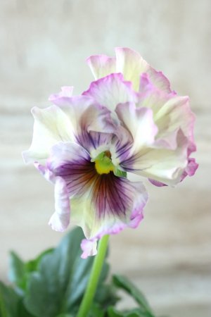 画像2: Fee des neiges~Monet Meules~ "フェデネージュ ~モネ 積みわら~" No.63