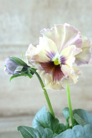 画像2: Fee des neiges~Monet Meules~ "フェデネージュ ~モネ 積みわら~" No.55