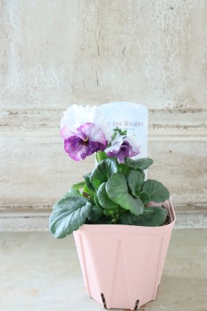 画像4: Fee des neiges~Blue~ "フェデネージュ ~ブルー~" No.6