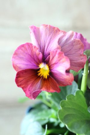 画像1: Nouvelle Vague〜ヌーヴェルヴァーグ〜 No.178