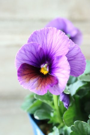 画像1: Nouvelle Vague〜ヌーヴェルヴァーグ〜 No.169