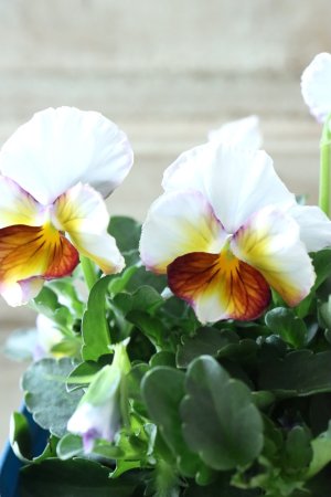 画像3: Nouvelle Vague〜ヌーヴェルヴァーグ〜 No.179