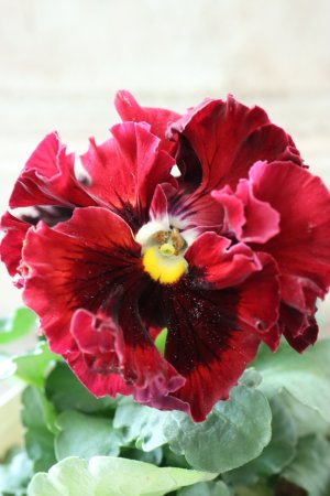 画像3: Robe de Antoinette〜ローブ・ドゥ・アントワネット〜 No.87