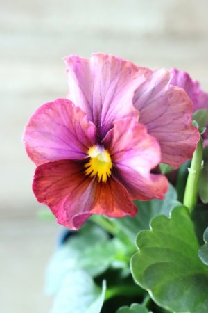 画像2: Nouvelle Vague〜ヌーヴェルヴァーグ〜 No.178