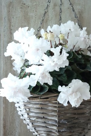 画像3: 見上げたくなるシクラメン "flow ~er~ フローエル" No.3