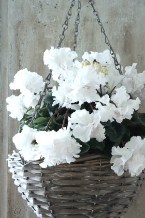 画像5: 見上げたくなるシクラメン "flow ~er~ フローエル" No.3