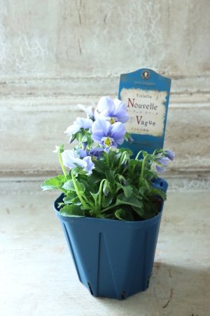 画像5: Nouvelle Vague〜ヌーヴェルヴァーグ〜 No.175