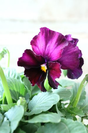 画像3: Nouvelle Vague〜ヌーヴェルヴァーグ〜 No.162