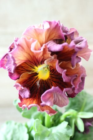 画像4: Robe de Antoinette Rococo〜ローブ・ドゥ・アントワネット ロココ〜 No.80