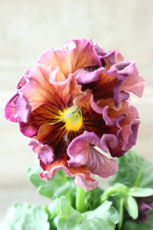 画像1: Robe de Antoinette Rococo〜ローブ・ドゥ・アントワネット ロココ〜 No.80